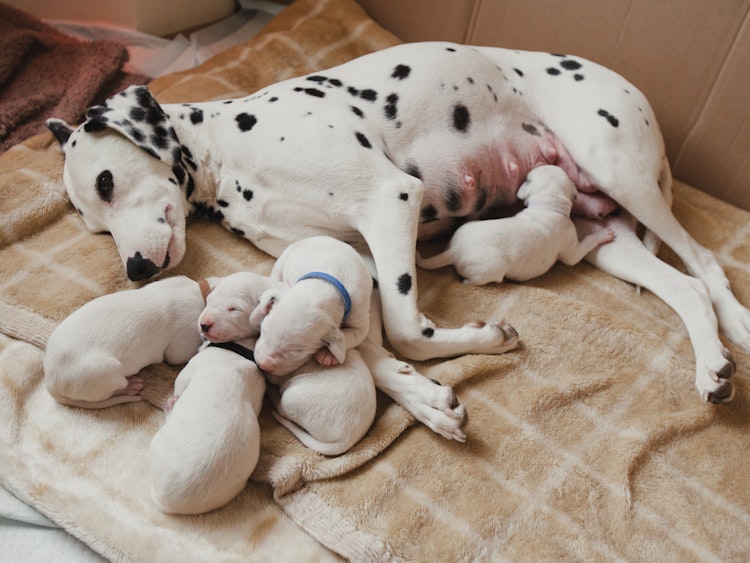 Dalmatian mum with her puppies cuddles up - Agria Pet Insurance