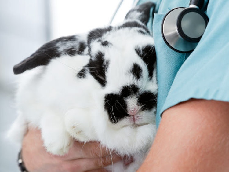 Black and white rabbit being held by a vet