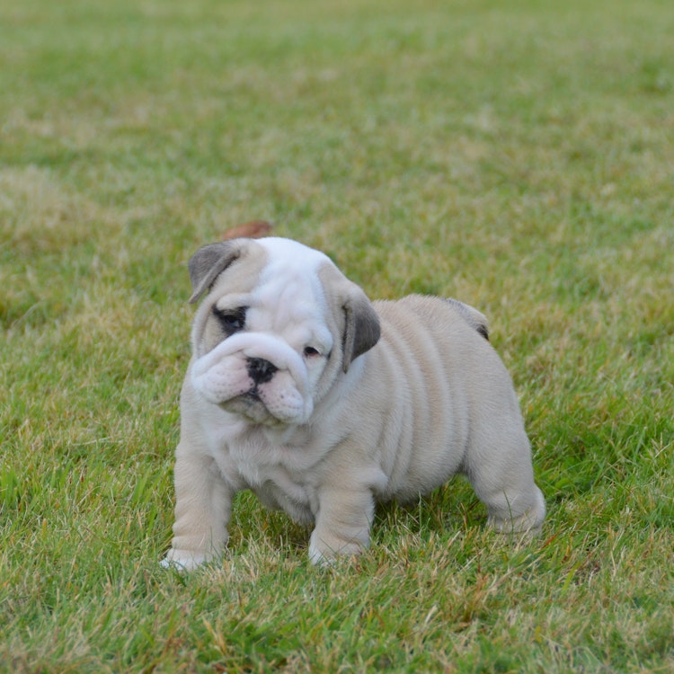 English Bulldog puppy outside on the grass - Agria Pet Insurance