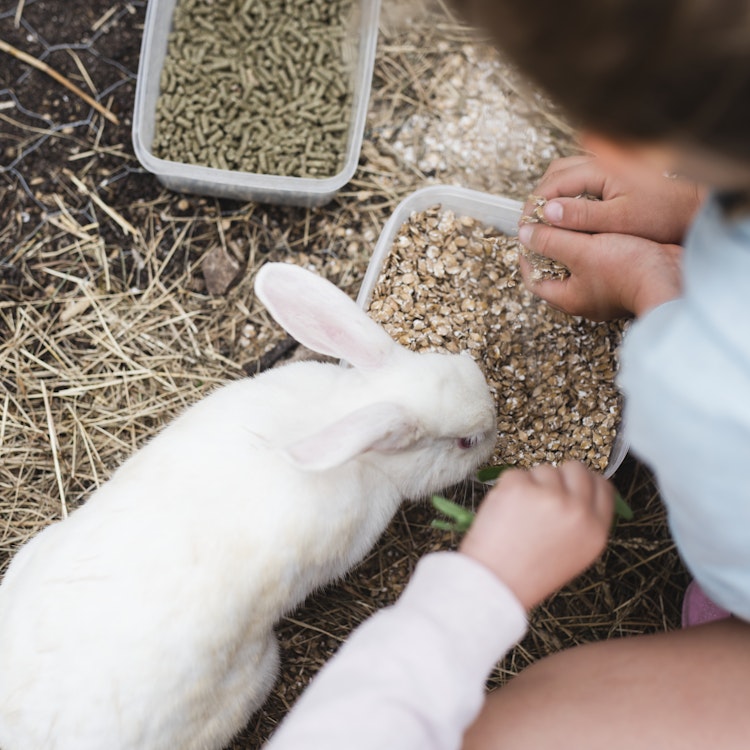 White rabbit having some food - Agria Pet Insurance