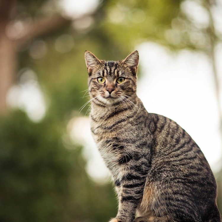 Tabby cat sitting down outside - Agria Pet Insurance