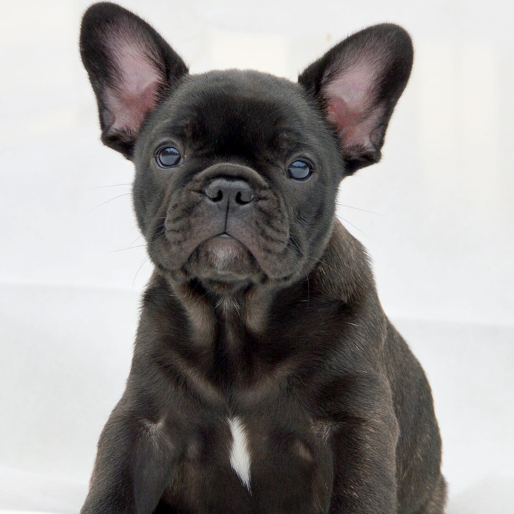 Black French Bulldog puppy - Agria Pet Insurance