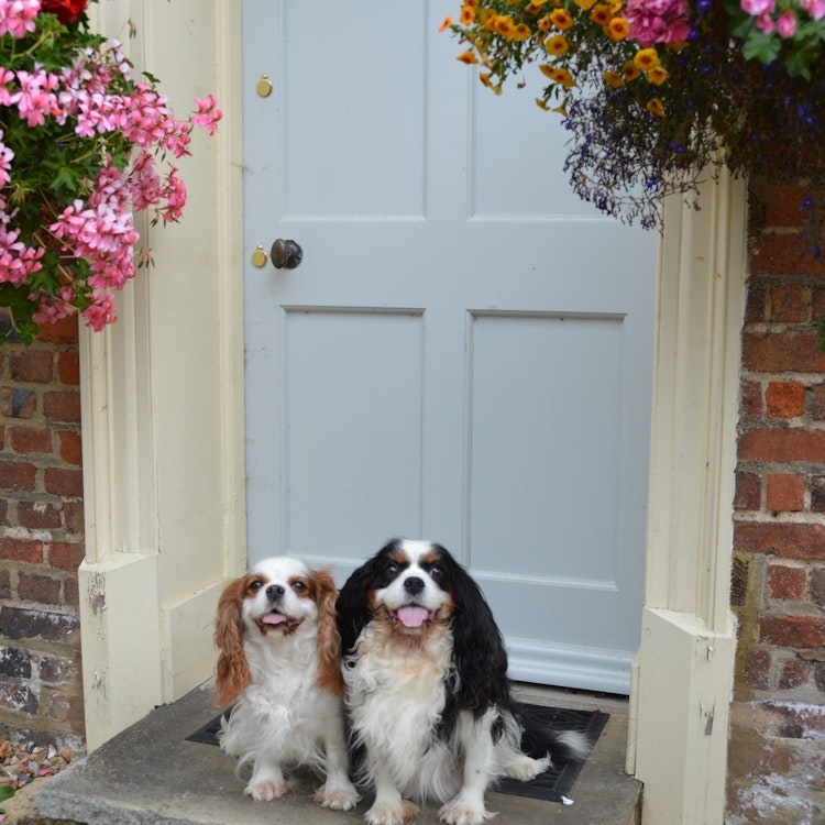 Two King Charles Spaniels on a doorstep - Agria Pet Insurance