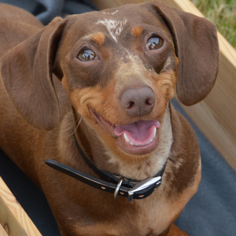 Dachshund looking at the camera - Agria Pet Insurance