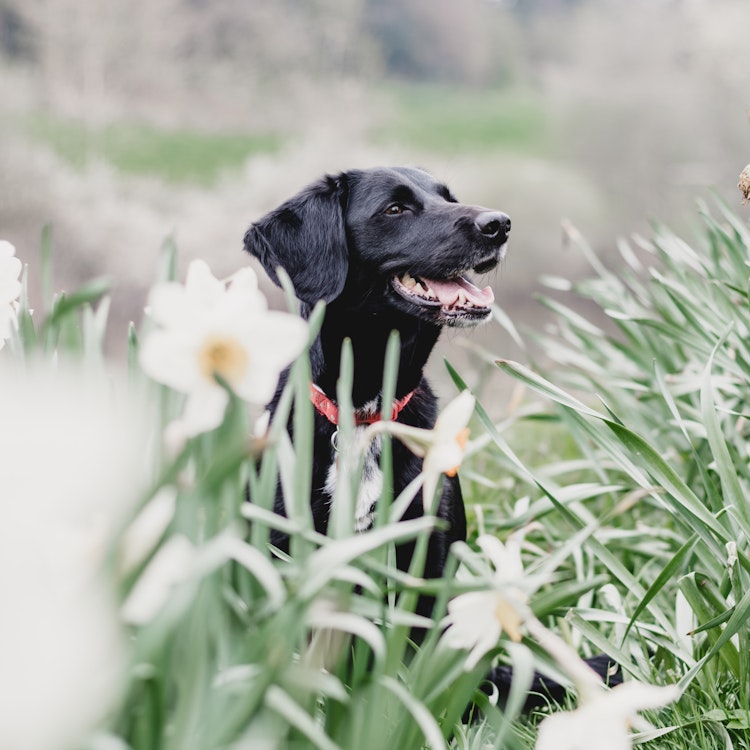 Labrador in some flowers - Kennel Club Insurance