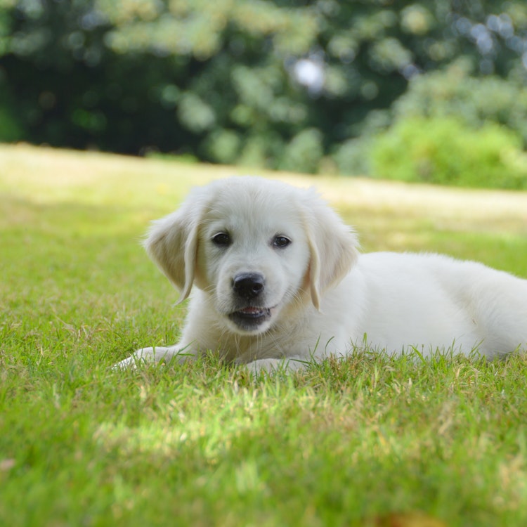Puppy in the grass - Agria Pet Insurance