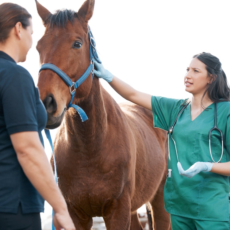 Brown horse with two vets - Agria Pet Insurance