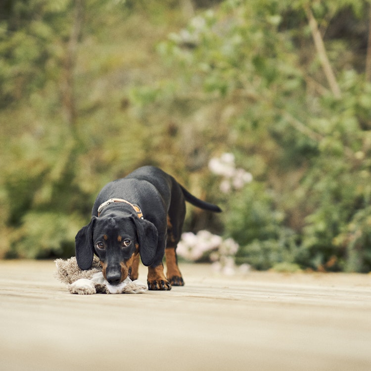 A Dachshund puppy with a toy - Agria Pet Insurance