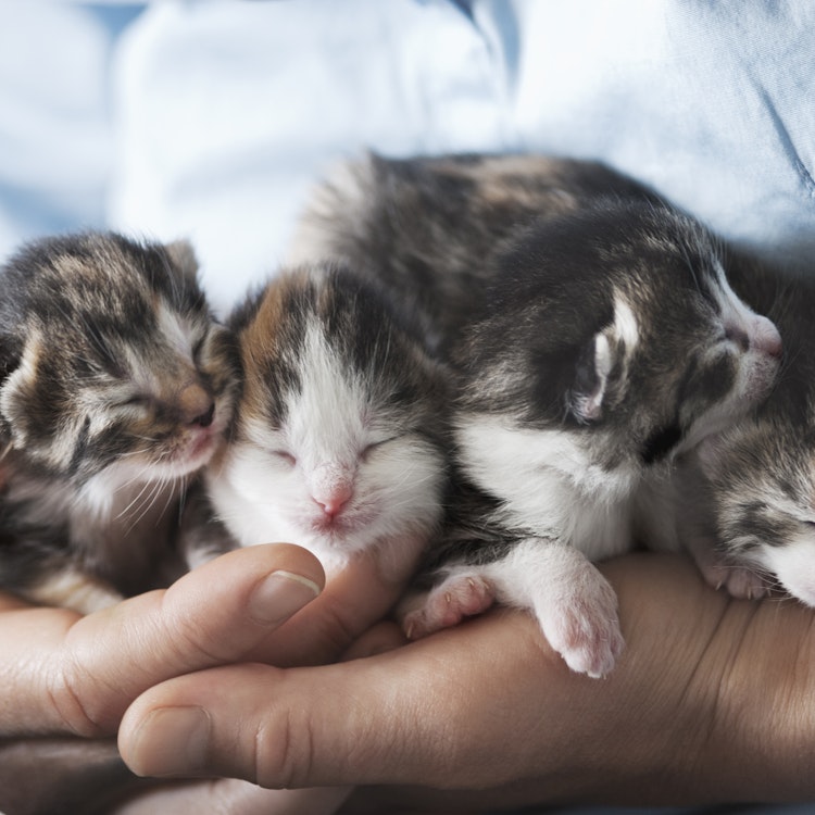 Four small kittens being held by a person - Agria Pet Insurance