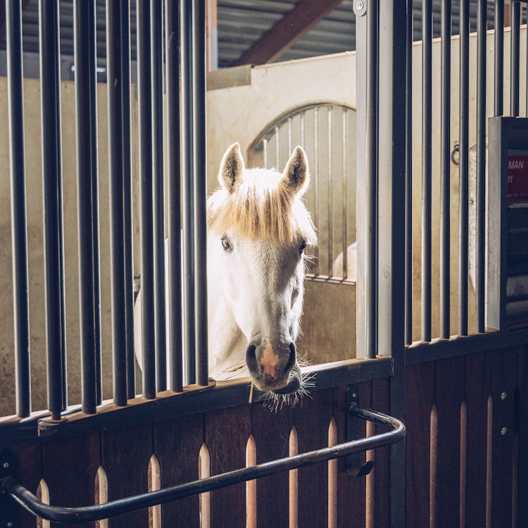 White horse in a stable - Agria Pet Insurance