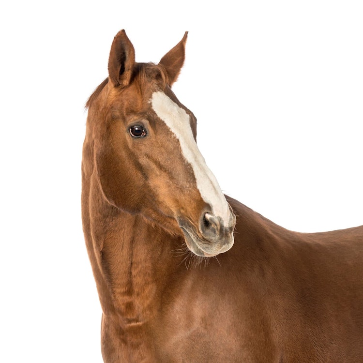 Horse  insurance