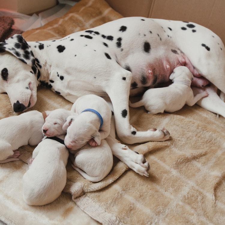 Dalmatian mummy with her little puppies - Agria Pet Insurance
