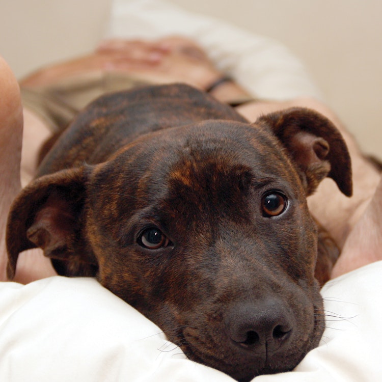 Sleepy Staffordshire Bull Terrier - Agria Pet Insurance