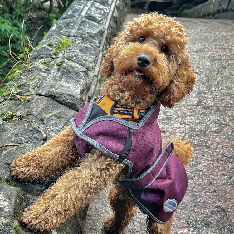 Travis the Cockerpoo in a coat - Agria Pet Insurance