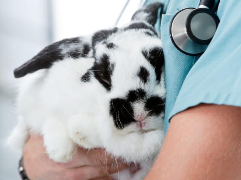 Female rabbits