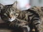 Medicines that are dangerous to cats