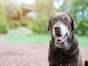 5 signs of heart disease in dogs