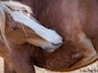 Fur-eating lice in horses