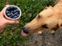 Can my dog eat fruit?