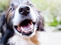 Border Collie - common diseases and injuries