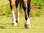 Tendon injuries in horses