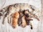 Possible problems for your cat in the first few days after her kittens are born