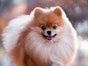 Dog breeds with the shortest lifespan