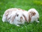 Understanding your rabbits