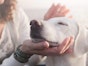 Identify lumps, bumps, skin tags & warts on your pet