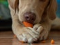 Can puppies eat carrots?