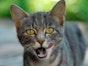 Inflammation of the gums (gingivitis) in cats