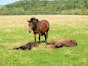 Do Horses Sleep Standing Up?