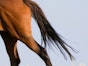 Cruciate paralysis in horses