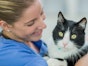 How to make the vet less stressful for your cat
