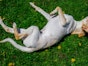 Atopy - airborne allergies in dogs
