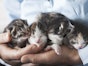 Caring for a litter of kittens