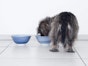 Enrich your dogs and cats lives at feeding time
