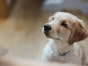 How to help separation anxiety in dogs