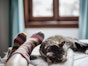 Indoor Cats - Top 5 tips