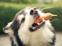 Objects stuck in your dog's mouth