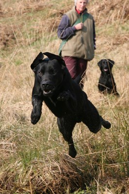 Dogs Action-7.jpg
