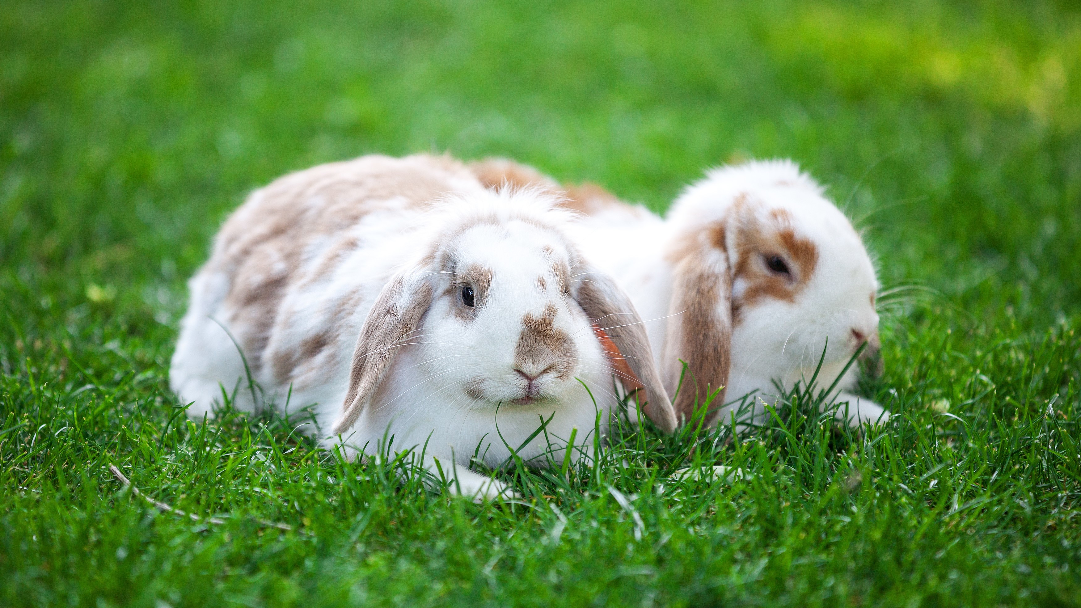 AdobeStock_99668764 - 2 rabbits on grass wide.jpeg