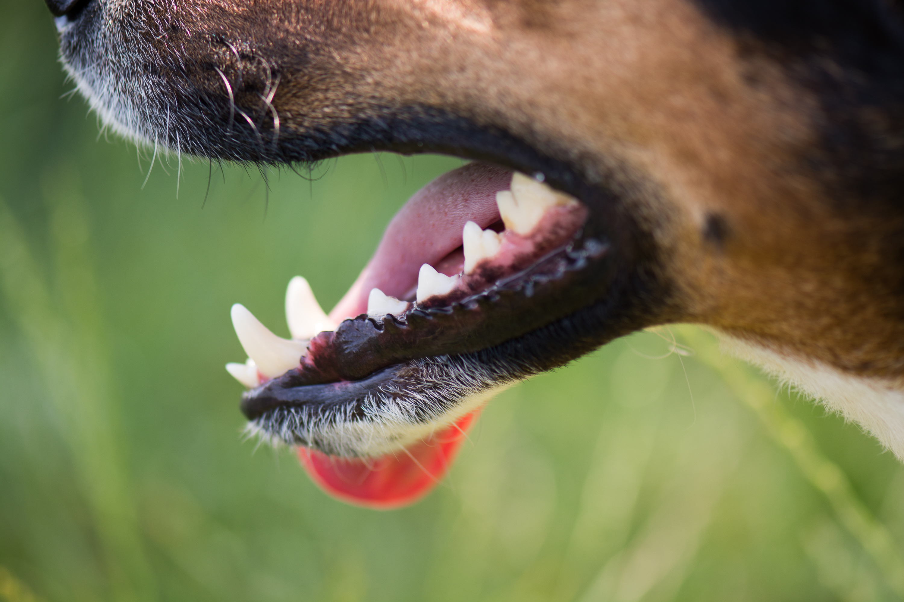Dog teeth.jpeg