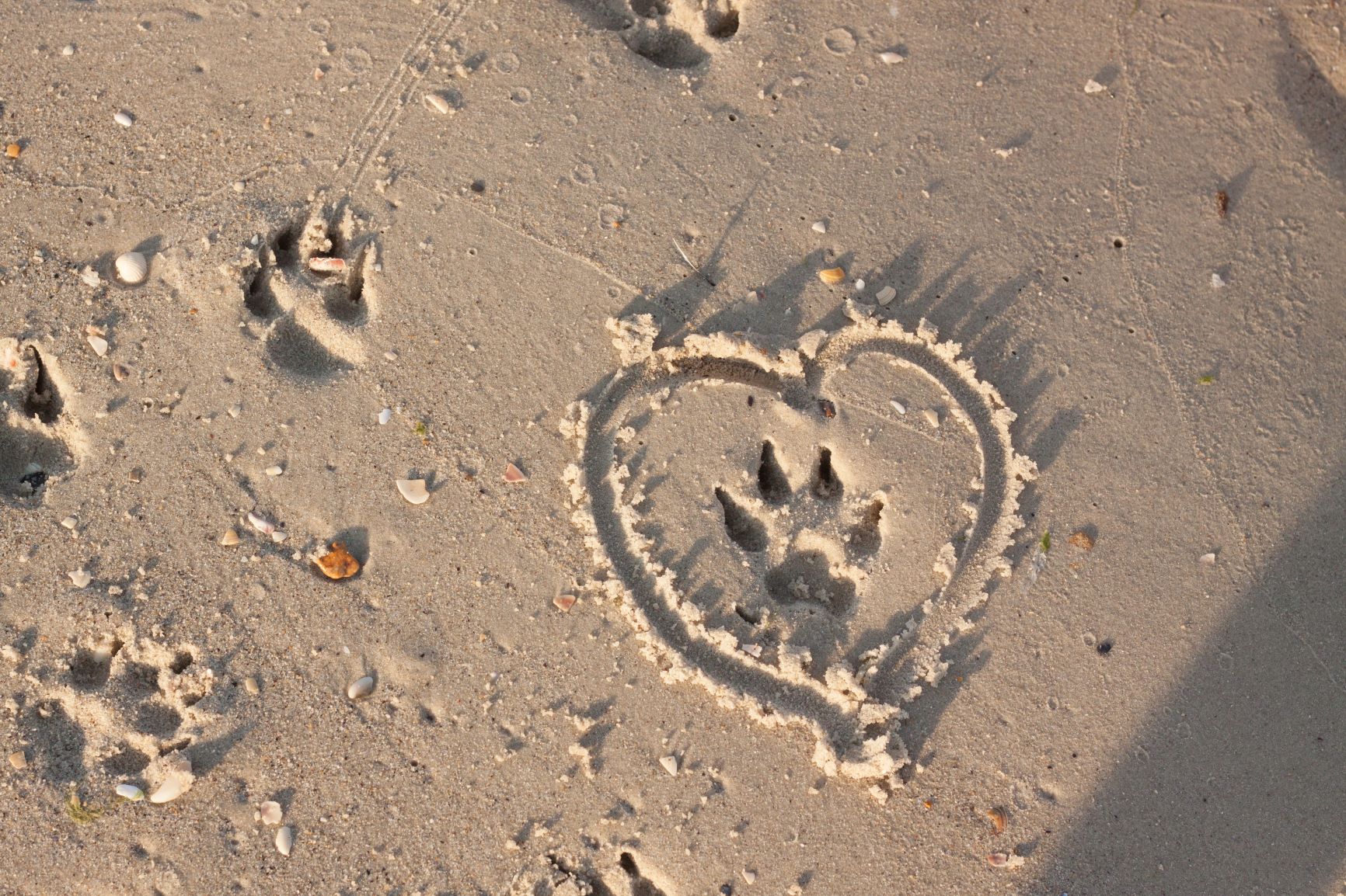 Dog heart pawprint.jpeg