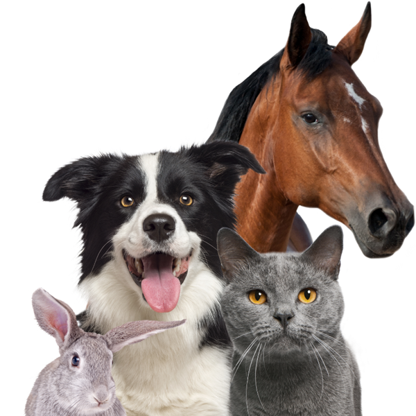 Award Winning Lifetime Pet Insurance | Agria Pet Insurance